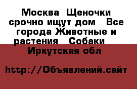 Москва! Щеночки срочно ищут дом - Все города Животные и растения » Собаки   . Иркутская обл.